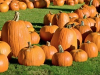 Camden County 4-H Haunting