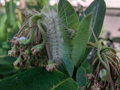 Milkweed for Monarchs