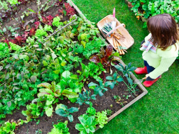 Show Us Your Gardens