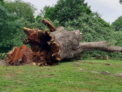 Ode to an Oak