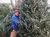 Fresh Cut Christmas Trees