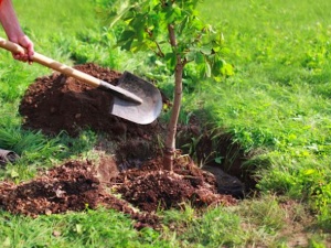 A-B-C&#039;s of Tree planting