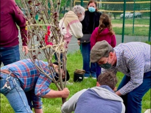 Planting Paw Paws