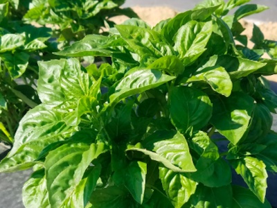 Mildew Resistant Basil