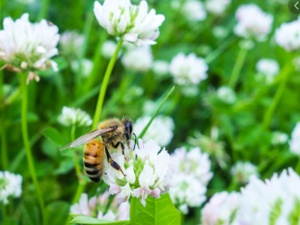 Minnesota&#039;s Bee-friendly