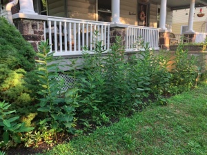 Fight Lanternflies With Milkweed