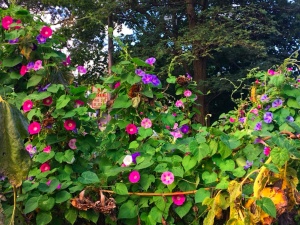 Gazing at Morning Glories