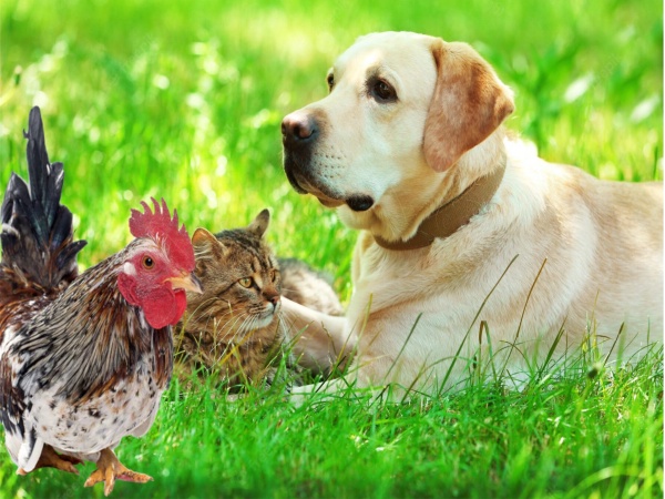 Pet, Chicken License Renewal