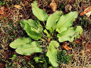 Edible garden weeds