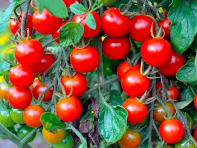 Freezing Garden Veges