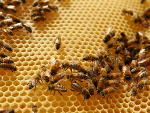 Bee Loss Highest Yet