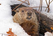 Winter Lives On!