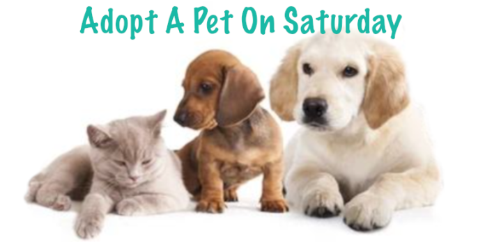 adopt-pet