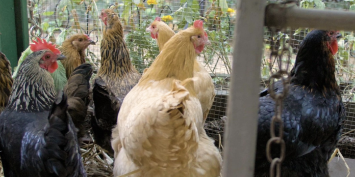 backyard_chickens