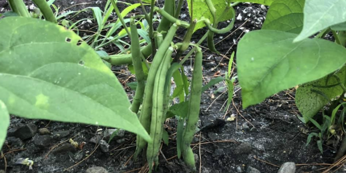 beans