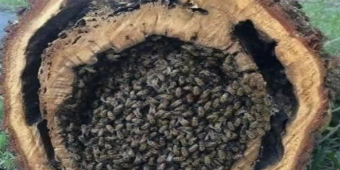 bees