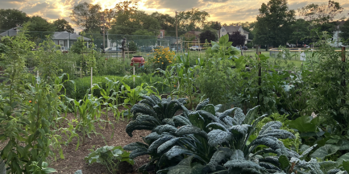 community-garden-2024
