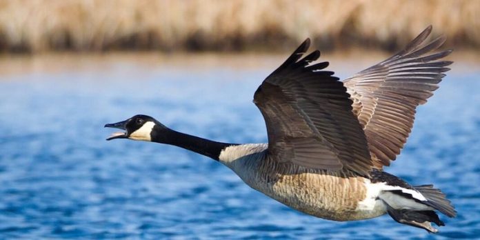 geese-nj