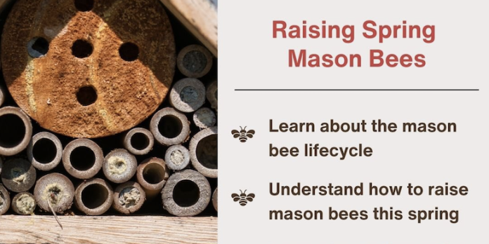 mason-bees-workshop