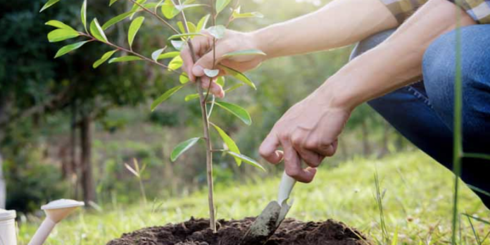 sapling