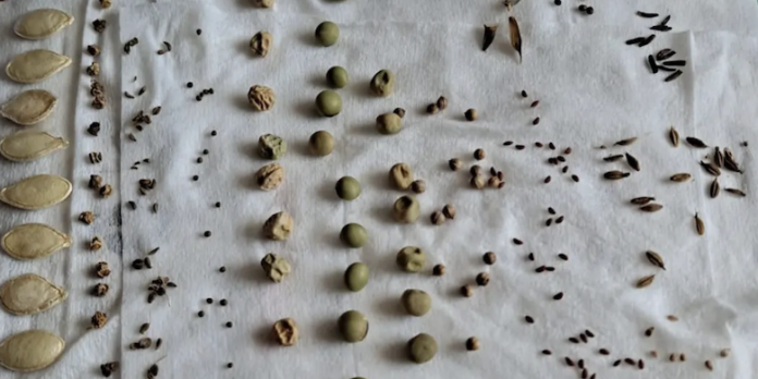 seed-viability