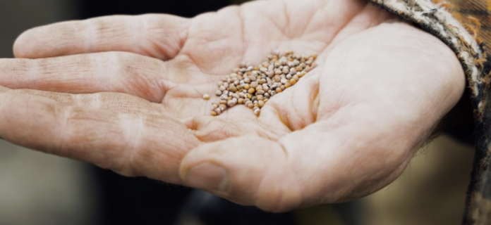 seeds-in-hand