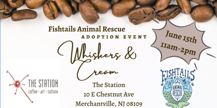 station-cat-adopt