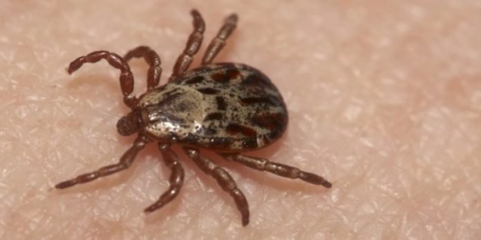 tick-activity