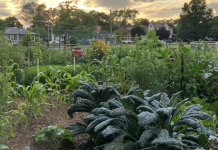 Green Spaces, Happy Places