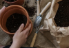 Ask A Certified Gardener