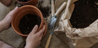 Ask A Certified Gardener