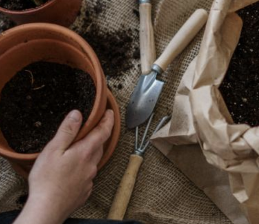 Ask A Certified Gardener