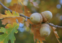Harvest Acorns And Plant Oaks