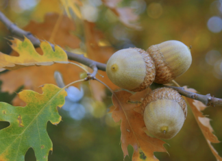 Harvest Acorns And Plant Oaks
