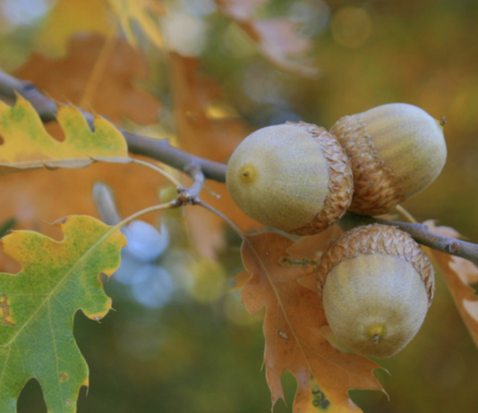 Harvest Acorns And Plant Oaks