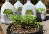 Winter Sowing In Jugs