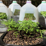 Winter Sowing In Jugs