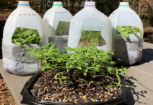 Winter Sowing In Jugs