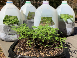 Winter Sowing In Jugs