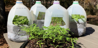 Winter Sowing In Jugs