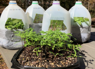 Winter Sowing In Jugs