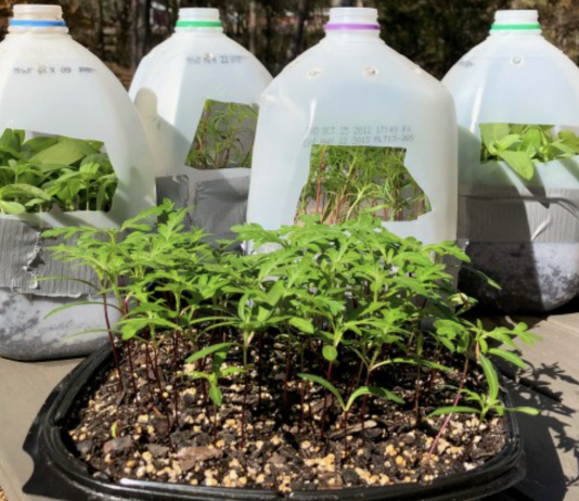 Winter Sowing In Jugs